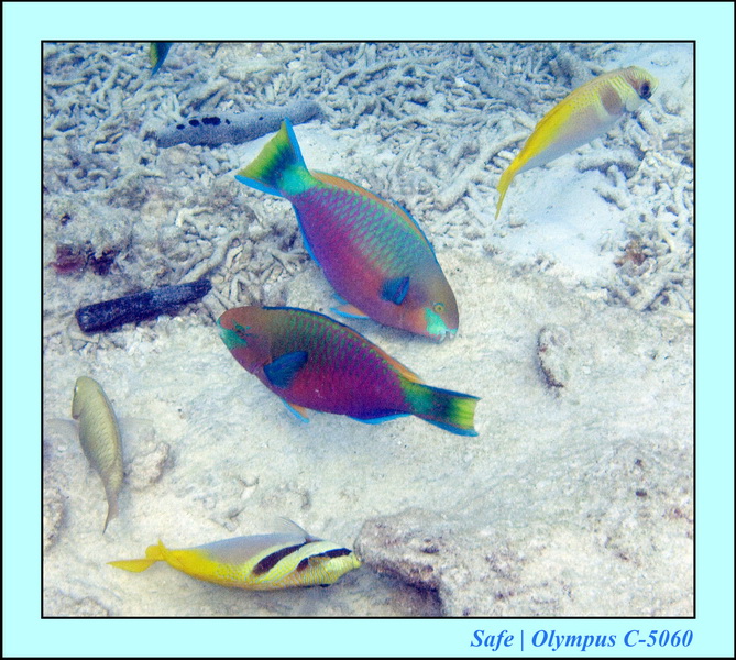 2008 - 07 - Leng Tengah - 109